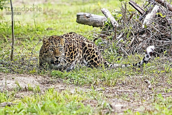 Amur Leopard (panthera pardus orientalis)  Erwachsener liegend auf Gras