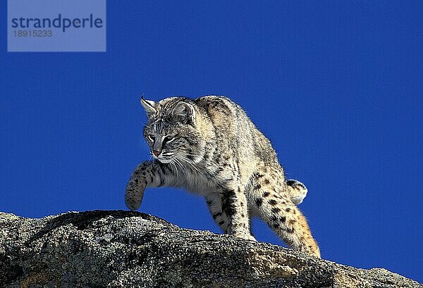 BOBCAT (lynx rufus)  ERWACHSENER AUF FELSEN STEHEND  KANADA