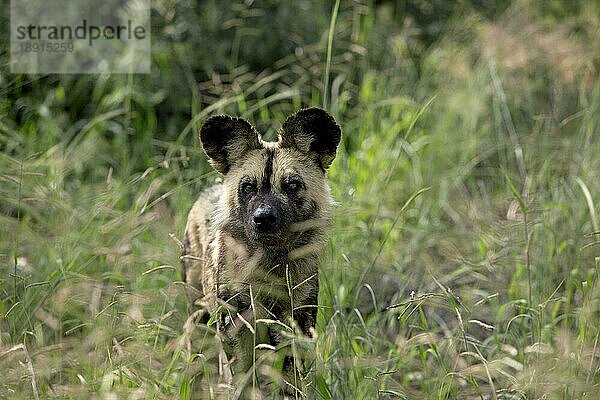 AFRIKANISCHER WILDHUND (lycaon pictus)  ERWACHSENER AUS LANGEM GRAS  NAMIBIA