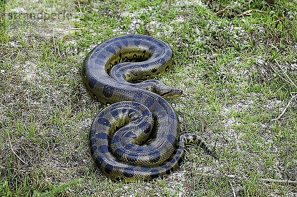 Grüne Anakonda (eunectes murinus)  Erwachsener auf Gras  Los Lianos in Venezuela