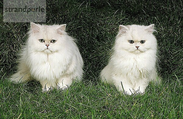 CHINCHILLA-PERSERKATZE  PAAR ERWACHSENE SITZEND AUF GRAS