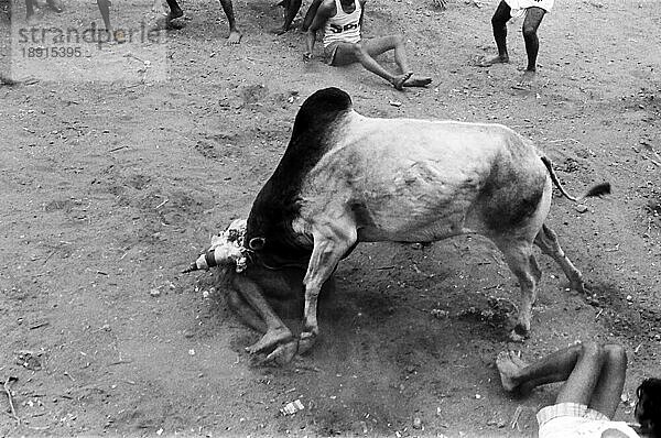 Schwarz-Weiß-Foto  Jallikattu oder Stierzähmung während des Pongal-Festes in Avaniapuram bei Madurai  Tamil Nadu  Indien. Fotografiert im Jahr 1975