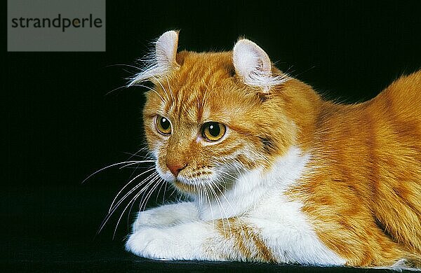 American Curl Hauskatze  Erwachsene gegen schwarzen Hintergrund