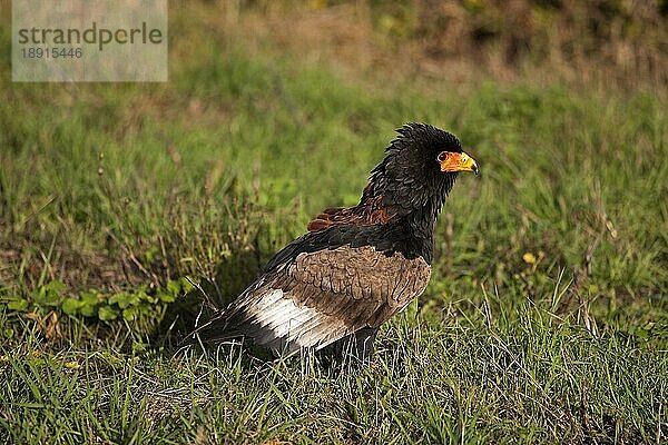 Gaukler (terathopius ecaudatus)  ERWACHSENER AUF GRAS STEHEND