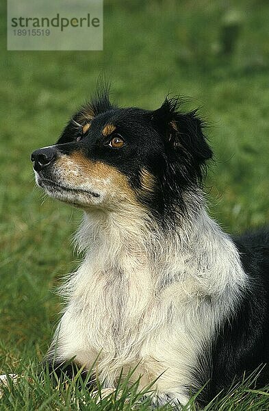 Border Collie Hund liegt auf Gras