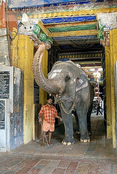 Der Tempelelefant im Adi Kumbeshvarar Tempel in Kumbakonam  Tamil Nadu  Indien  Asien