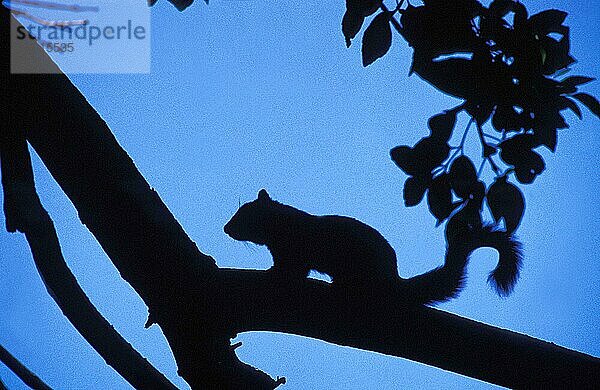 Rotes Eichhörnchen (sciurus vulgaris)  Scherenschnitt