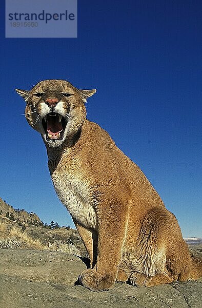 Puma (puma concolor)  ERWACHSENER AUF FELSEN STEHEND  SCHNARLING  MONTANA