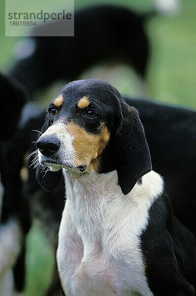 Großer ANGLO-FRANZÖSISCHER DREIFARBENHUND  PORTRÄT EINES ERWACHSENEN