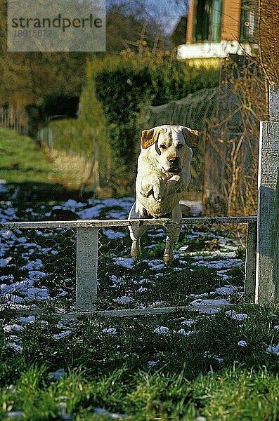 Gelber Labrador Retriever Hund  Erwachsener springt über Zaun