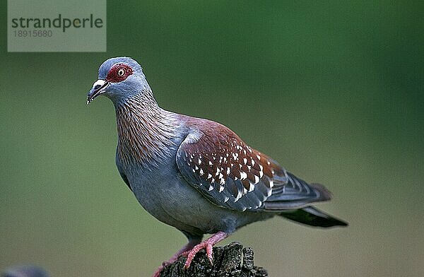 Gesprenkelte Taube (columba guinea)  Erwachsener  Südafrika