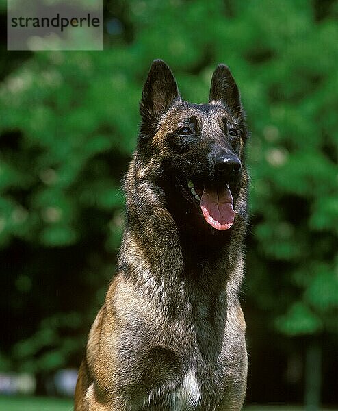 Malinois oder Belgischer Schäferhund  Portrait eines Erwachsenen