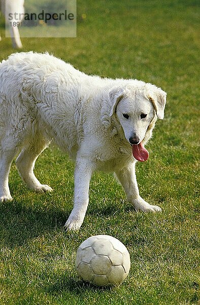 Kuvasz Hund  Hirtenhund aus Ungarn  Erwachsener spielt Fußball