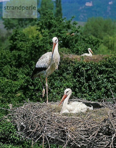 Weißstorch (ciconia ciconia)  Erwachsener auf Nest  Elsass in Frankreich