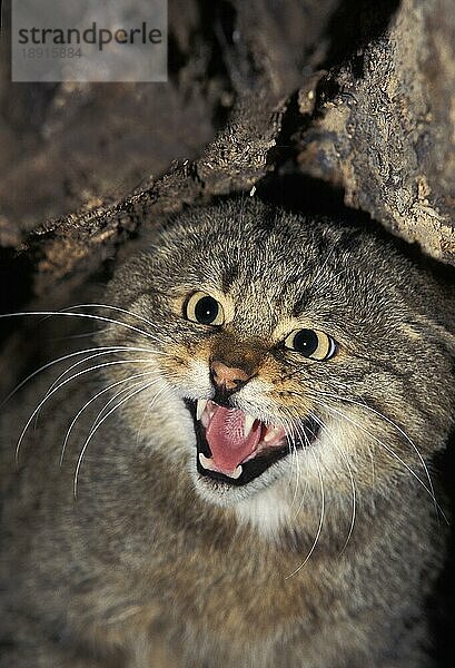 EUROPÄISCHE WILDCAT (felis silvestris)  PORTRAIT EINES ERWACHSENEN SCHNARLINGS