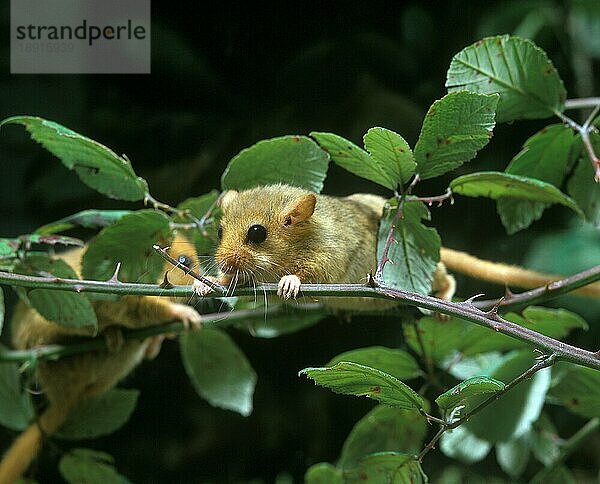 Haselmaus (muscardinus avellanarius)  ERWACHSENE STEHEND AUF BRANCHEN