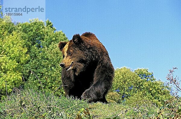 BRAUNBÄR (ursus arctos)  ERWACHSENER IM GRAS STEHEND