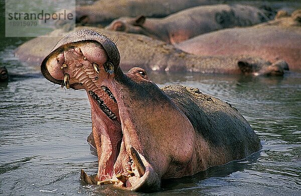 Flusspferd (Hippopotamus amphibius)  Erwachsener gähnt  Virunga Park im Kongo