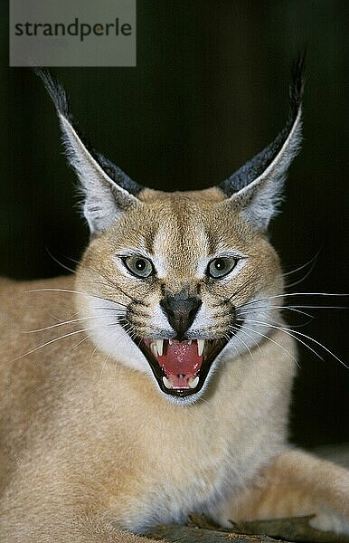 Karakal (caracal caracal)  adult knurrend