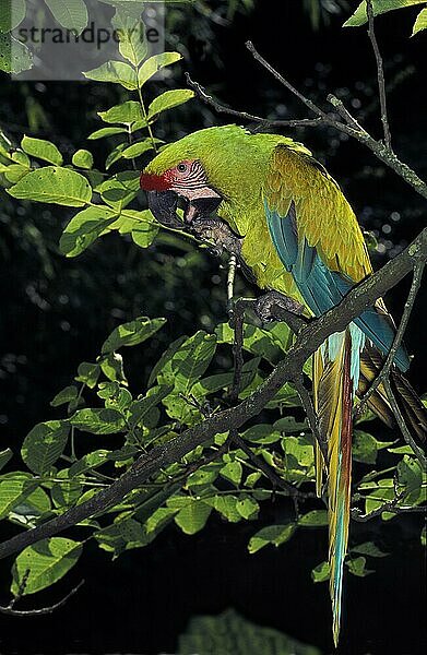 Großer Soldatenara (ara ambigua) ODER BUFFONMAKAW  ERWACHSENER AUF DEM BRANSCH STEHend