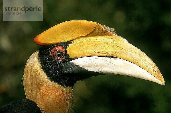 Großer HORNKOPF (buceros bicornis)  SCHNABELAUFNAHME DES ERWACHSENEN