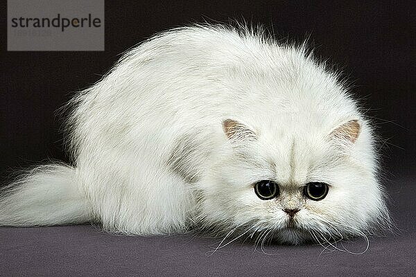 Chinchilla Perser Hauskatze  Erwachsene vor schwarzem Hintergrund