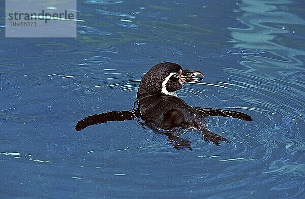 Humboldt-Pinguin (spheniscus humboldti)  Erwachsener im Wasser