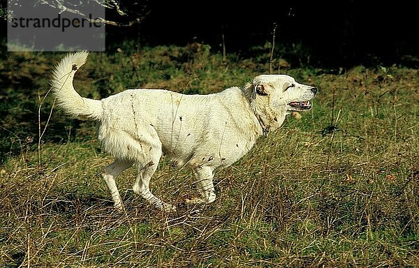 Anatolischer Hirtenhund  erwachsen  laufend