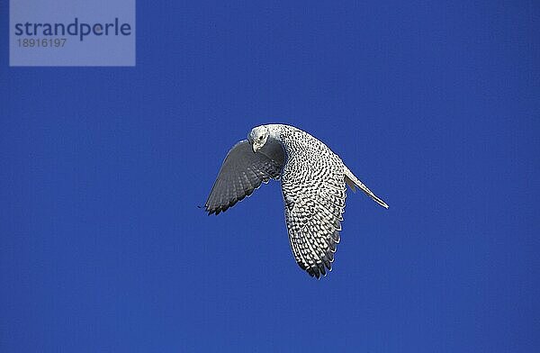 GYRFALKE (falco rusticolus)  ERWACHSENER IM FLUG  KANADA