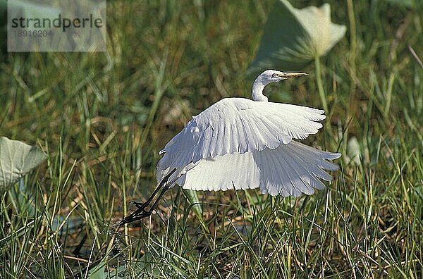 Zwischenreiher  egretta intermedia  Erwachsener im Flug  Kenia  Afrika