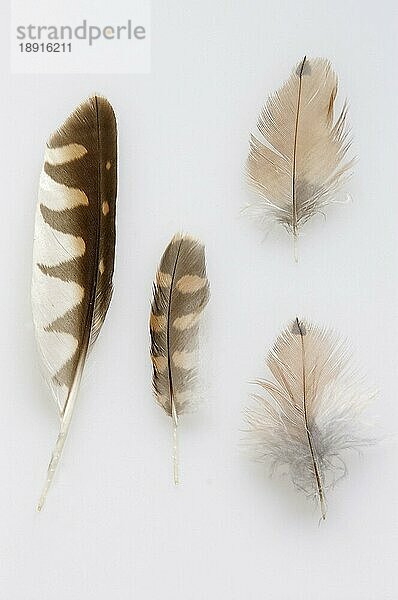 Common Kestrel  feather  Turmfalke (Falco tinnunculus)  Federn  Feder  innen  Studio