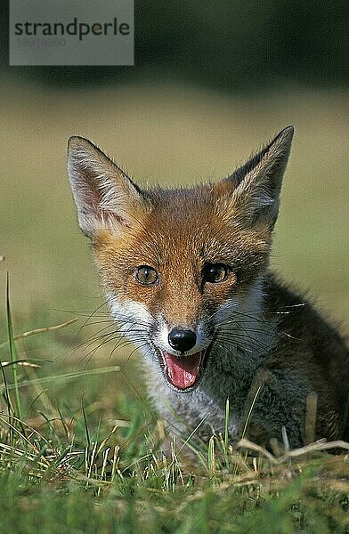 Rotfuchs (vulpes vulpes)  Porträt eines Erwachsenen  Normandie