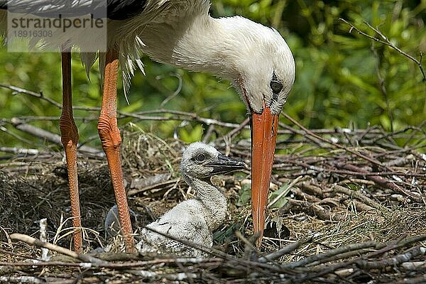 Weißstorch (ciconia ciconia)  Erwachsener mit Küken auf dem Nest