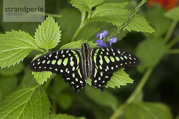 Schwanzlibellenfalter  Graphium agamemnon  Erwachsener auf Blatt