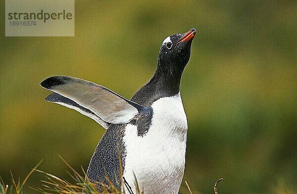 Eselspinguin (pygoscelis papua)  ERWACHSENER RUF  LIVINGSTONE ISLAND