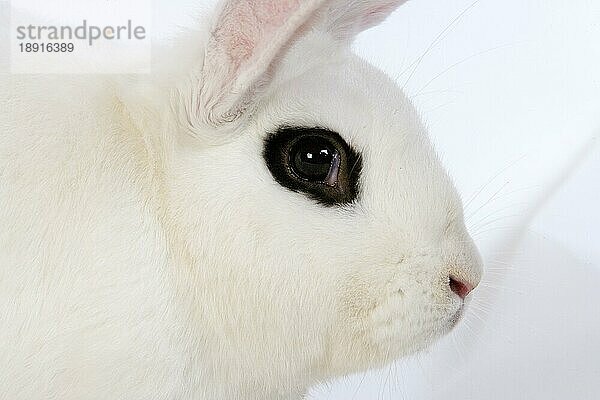 Hotot Domestic Rabit gegen weißen Hintergrund  Rasse aus der Normandie