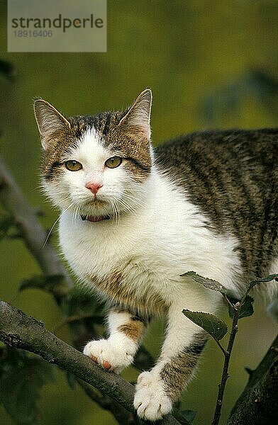 Hauskatze  erwachsen  stehend im Baum