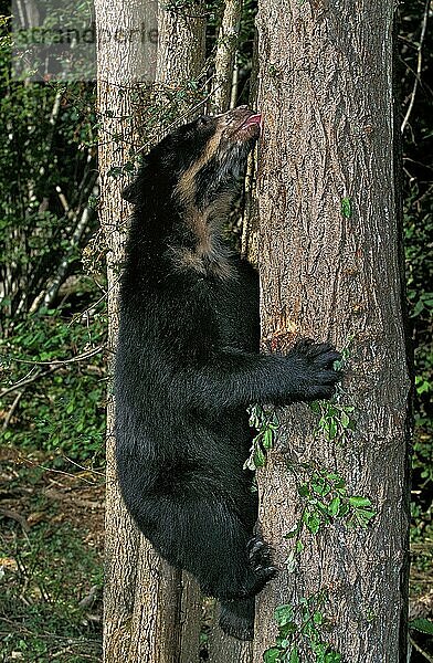 Brillenbär (tremarctos ornatus)  ERWACHSENER LECKENDER BAUMSTANGEN