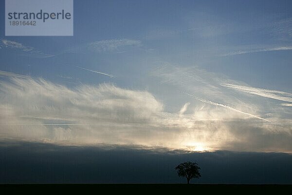 Apfelbaum auf einem Feld bei Sonnenaufgang