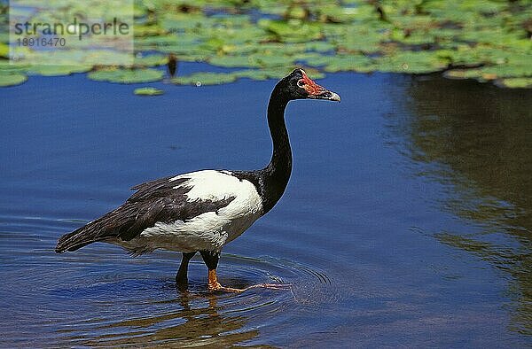 ERWACHSENE MAGPIE-GÄNSE (anseranas semipalmata) WALKING IN WATER  AUSTRALIEN