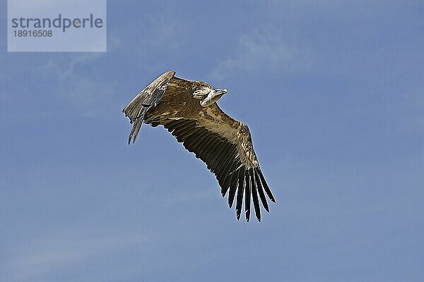 Gänsegeier (gyps fulvus)  Erwachsener im Flug gegen blauen Himmel