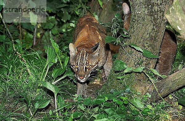 Asiatische Goldkatze oder Temmink-Katze  catopuma temmincki  Erwachsene