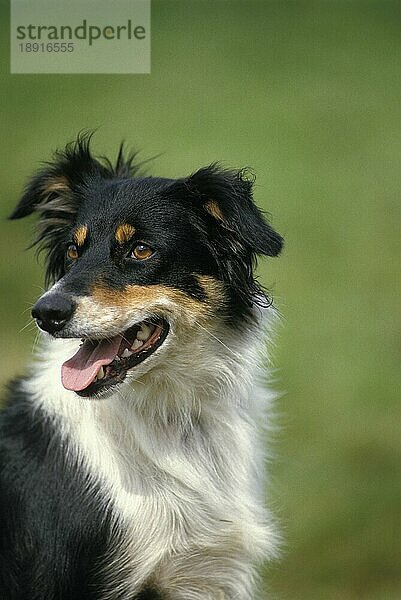 Porträt eines Border Collie Hundes