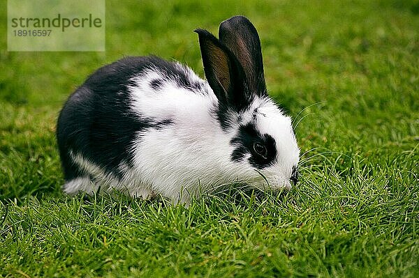 Französisch Kaninchen genannt Geant Papillon Francais  Erwachsene auf Gras