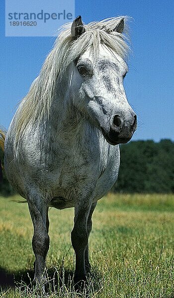 Shetlandpony  Erwachsener stehend auf Gras