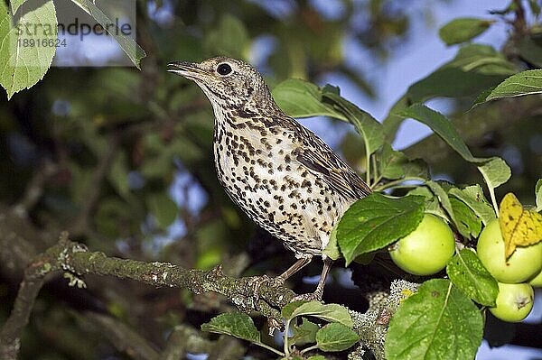 MEISTERDREHER (turdus viscivorus)  ERWACHSENER IM APFELBAUM  NORMANDY