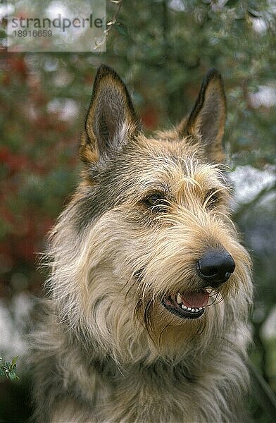 Picardischer Hirtenhund  Porträt eines Erwachsenen