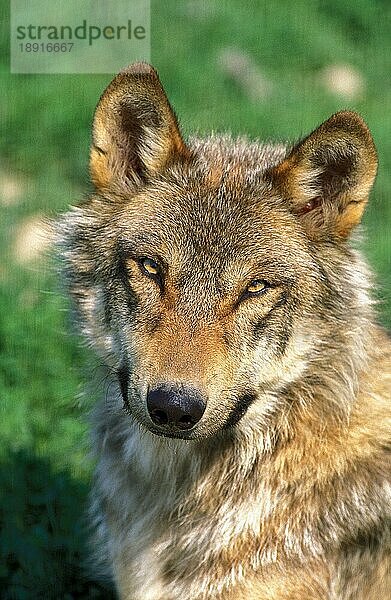 Europäischer Wolf (canis lupus)  Porträt eines Erwachsenen