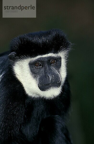 SCHWARZES (colobus guereza) UND WEISSES COLOMBUS-ÄFFCHEN  PORTRAIT EINES ERWACHSENEN