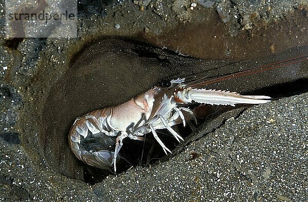 Kaisergranat (Nephrops norvegicus)  Erwachsener im Tunnel